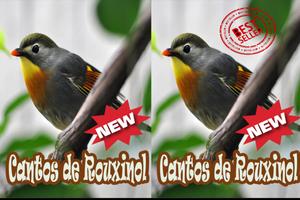 Cantos De Rouxinol Amazone Brasilo Mp3 скриншот 2