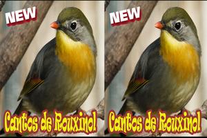 Cantos De Rouxinol Amazone Brasilo Mp3 скриншот 3