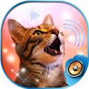 Cat Ringtone Sounds 😼 Ringtones and Notifications APK