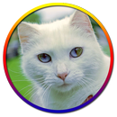 APK Cat Cute Pictures