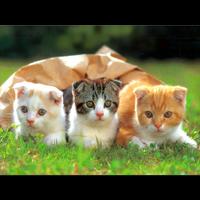 Cat Cute Pictures capture d'écran 3