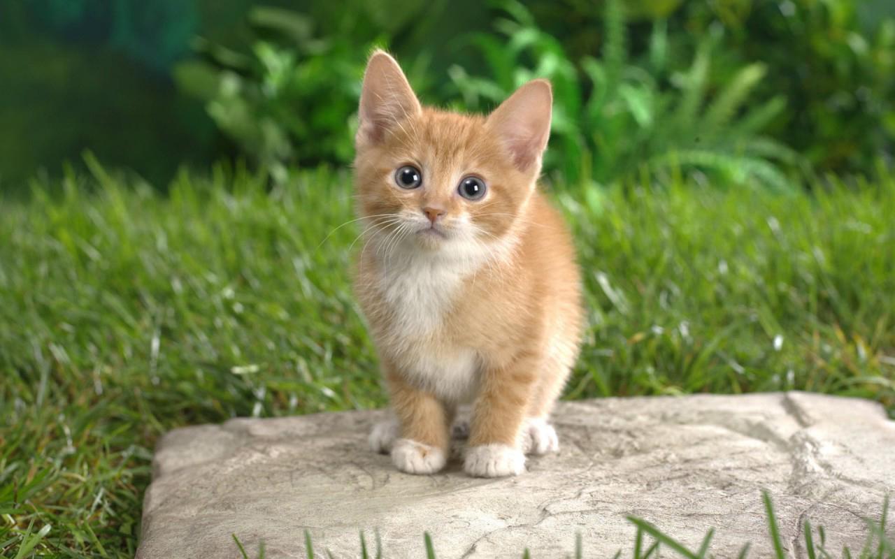 Anak Kucing Gambar Animasi APK Download Gratis Personalisasi APL