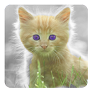Mèo hình nền sống APK