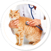 Cat Care Lovers icon