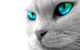 Cat Wallpaper-poster