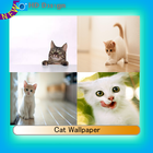 Cat Wallpaper icon