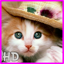 Cat Wallpaper EDGE Full HD APK