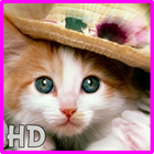 Cat Wallpaper EDGE Full HD icône