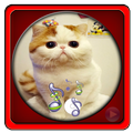 New Cat Ringtones