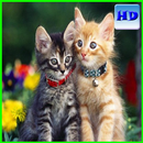 APK Cats Animation Wallpaper