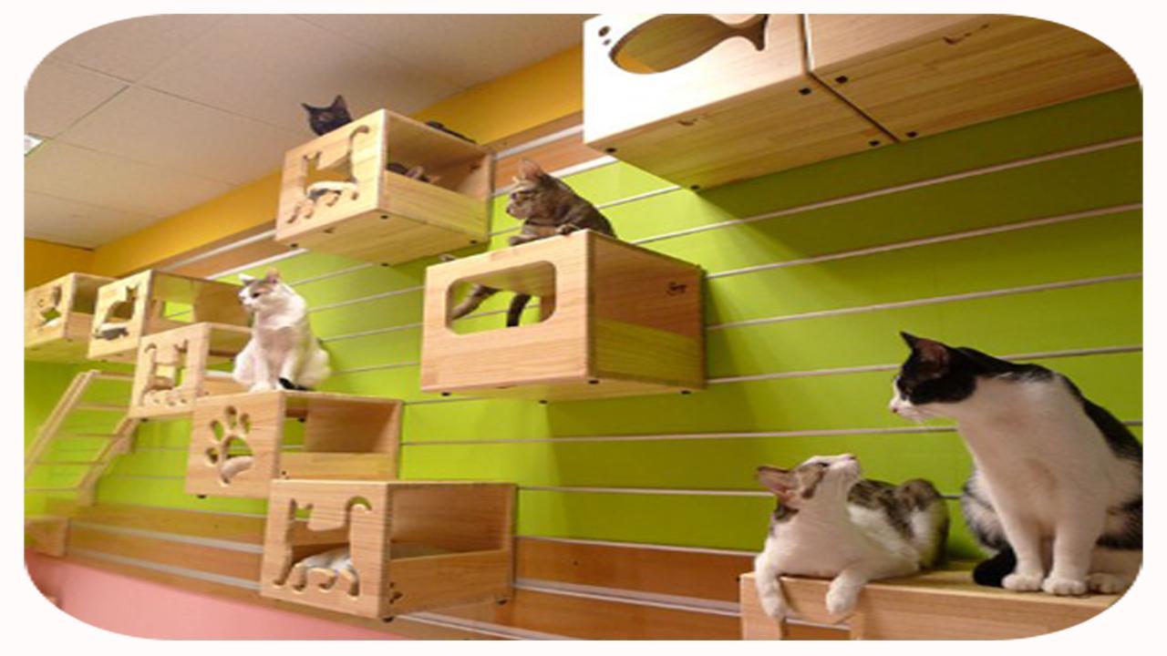 Домашние животные в многоквартирном доме. Домик для кошек. Оригинальные домики для кошек. Комната для кошек. Дом для котят.