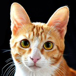 Raccolta di foto dei gatti