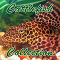 ”Cattle Fish Collection