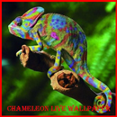 APK Chameleon Live Wallpaper