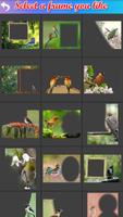 Bird Frame Collage screenshot 2