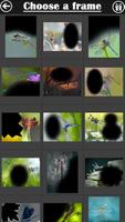 Dragonfly Frame Collage captura de pantalla 2