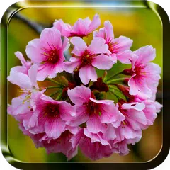 桜の花のライブ壁紙 アプリダウンロード