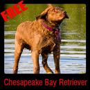 Chesapeake Bay Retriever APK