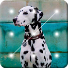 Dalmatian Dogs Screen Lock icône