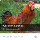 Chicken Sounds APK