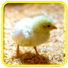 Chick Ringtones icon