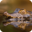 ”Alligator Live Wallpaper