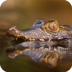 Alligator Live Wallpaper simgesi