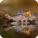 Alligator Live Wallpaper icône