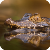 Alligator Live Wallpaper 图标