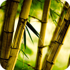 آیکون‌ Bamboo Live Wallpaper