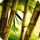 Bamboo Live Wallpaper simgesi