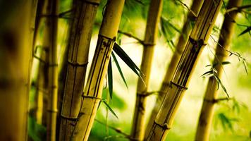 Bamboo Live Wallpaper 海報