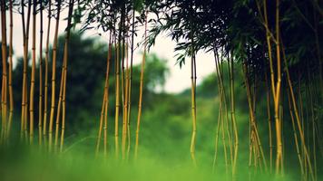 Bamboo Live Wallpaper 截圖 1