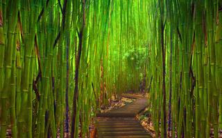 Bamboo Live Wallpaper স্ক্রিনশট 2