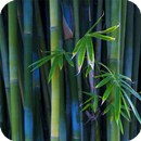 Bamboo Live Wallpaper APK