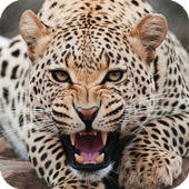 Big Cats Live Wallpaper icon