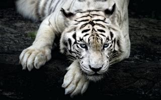 برنامه‌نما Big Cats Live Wallpaper عکس از صفحه