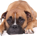 Boxer Dog Pack 3 Wallpaper