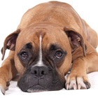 Boxer Dog Pack 3 Wallpaper icône