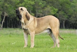 Brazilian Mastiff Wallpaper capture d'écran 1