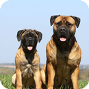 APK Bullmastiff Pack 2 Wallpaper