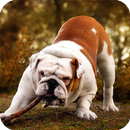 APK Bulldog Live Wallpaper