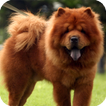 Chow Chow Pack 2 Wallpaper