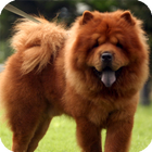 Chow Chow Pack 2 Wallpaper icône
