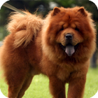 Chow Chow Pack 2 Wallpaper ikona