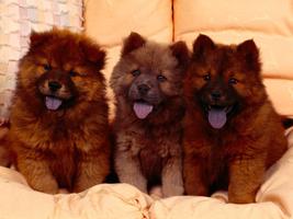 Chow Chow Pack 2 Wallpaper Affiche