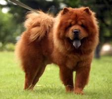 Chow Chow Pack 2 Wallpaper 스크린샷 2