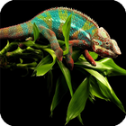 Icona Chameleon Wallpaper