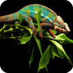 Chameleon Wallpaper