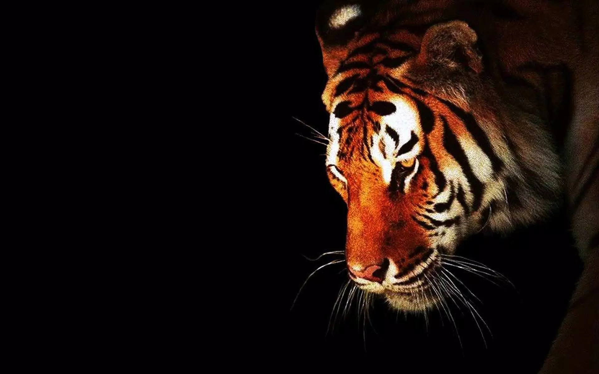 Dark Tiger Live Wallpaper APK for Android Download Dark Tiger Live Wallpaper APK for Android Download